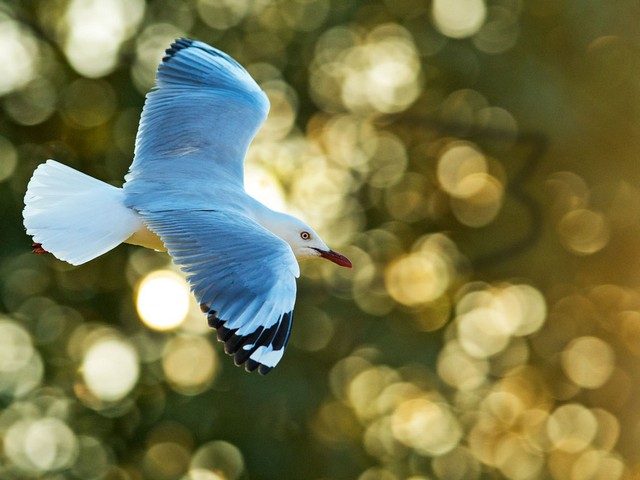 Silver Gull in FlightDavid Woolcock